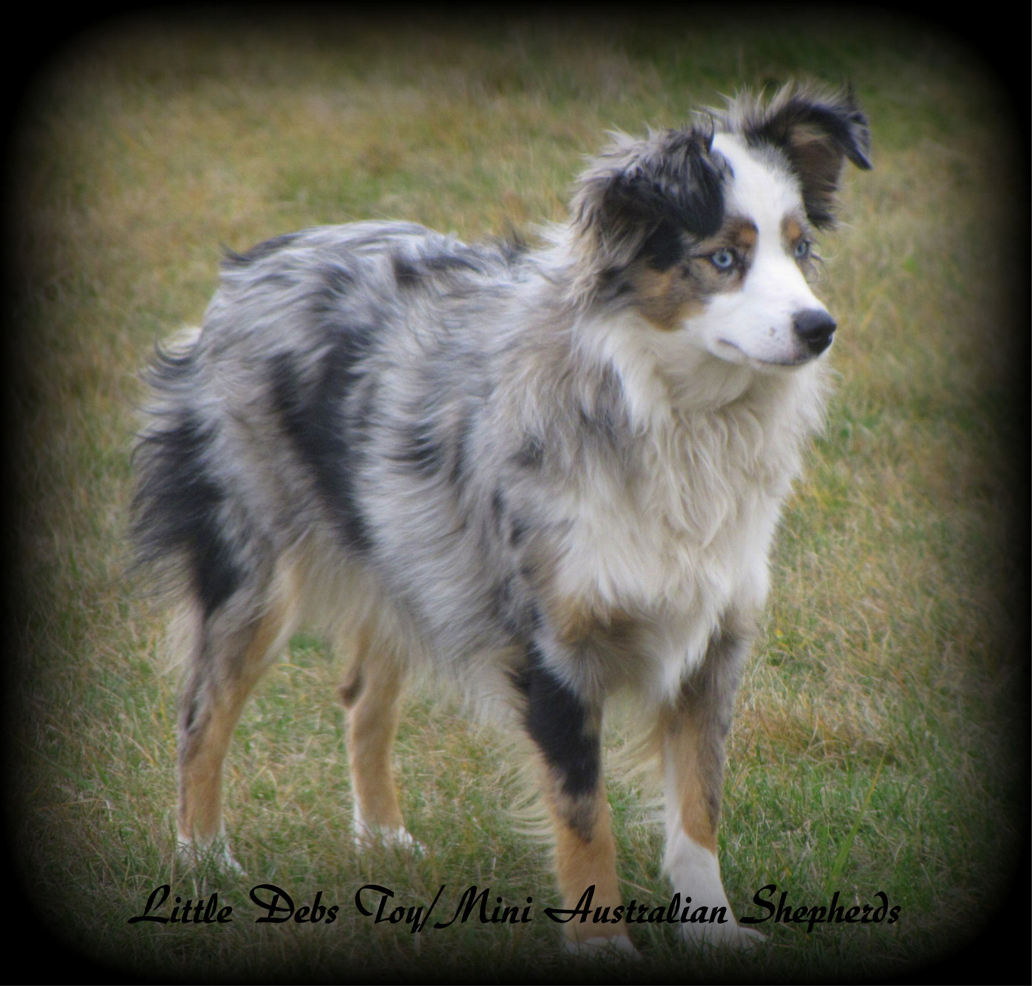 Little Debs Toy/Mini Australian Shepherds