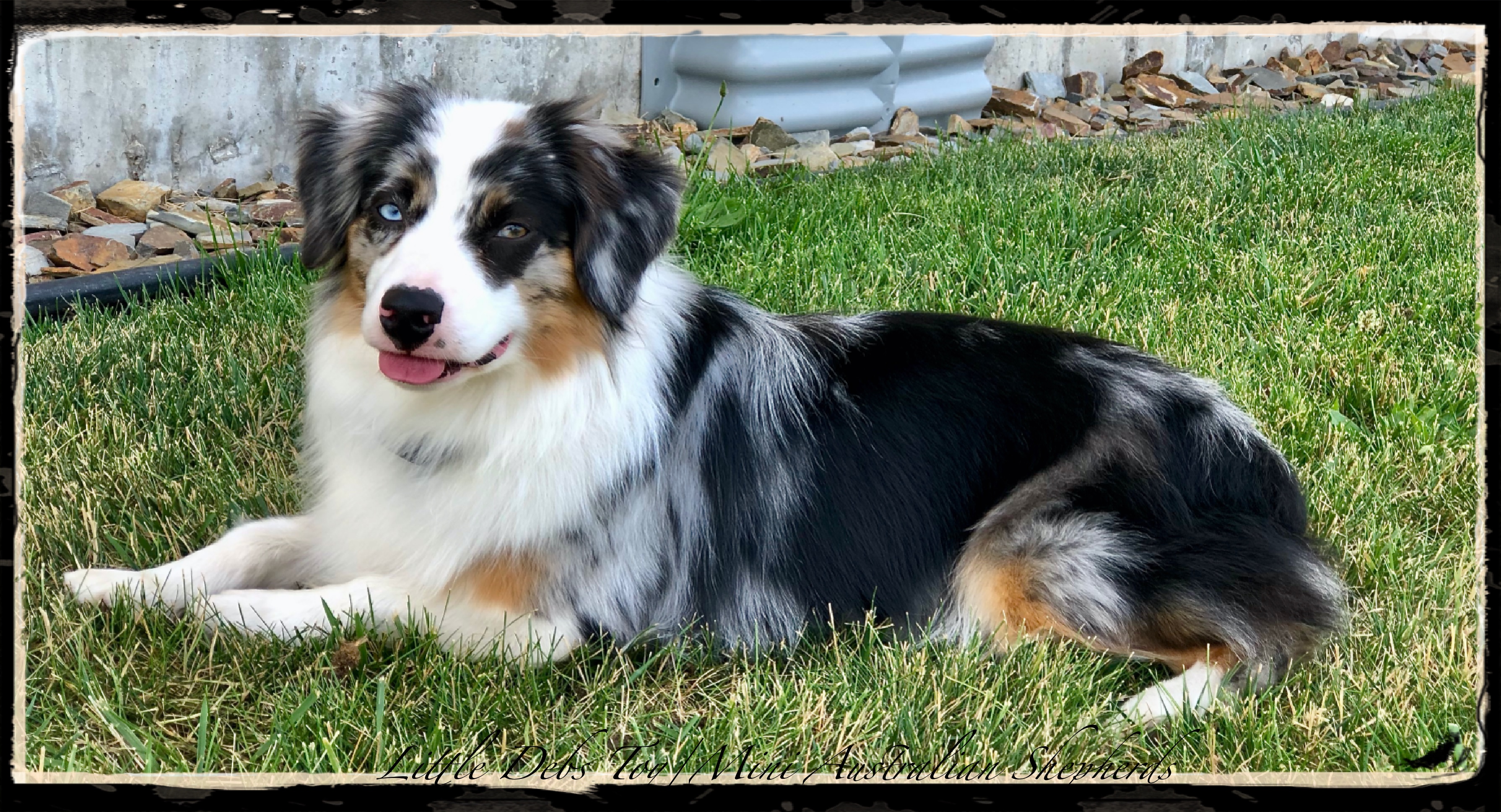 Little Debs Toy/Mini Australian Shepherds